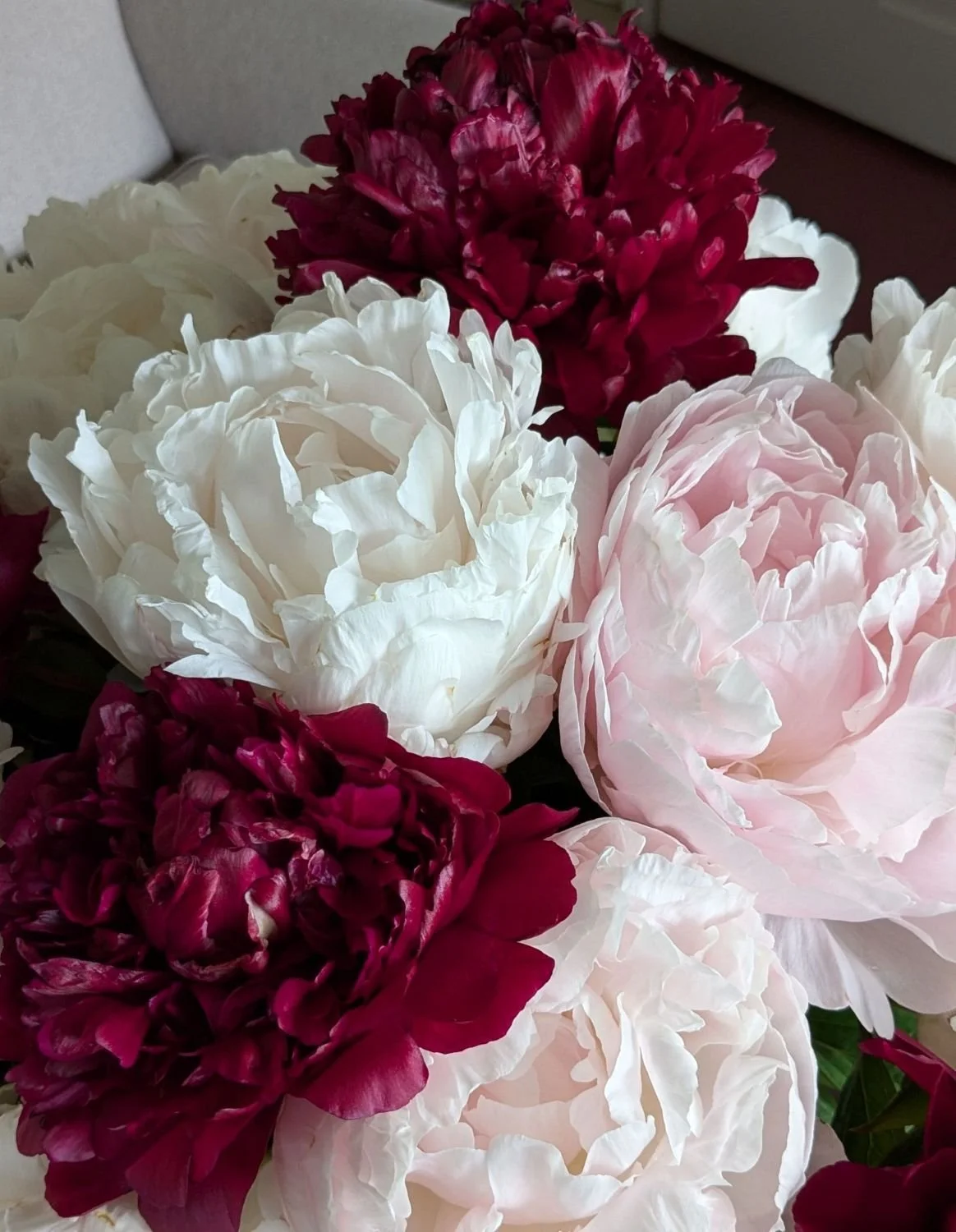 peonies 2025 red charm white pink 1500px tall .jpg