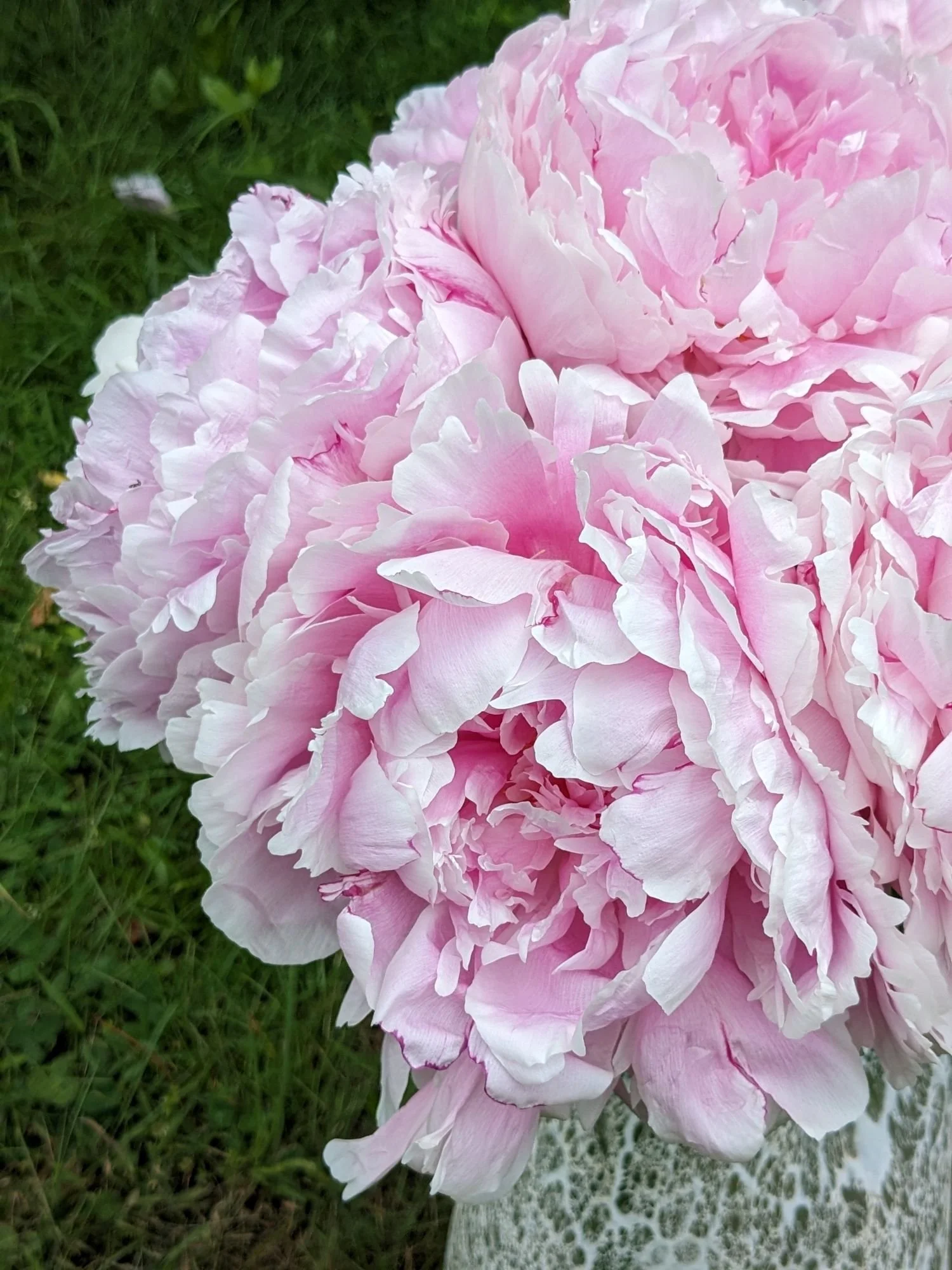 Sarah Bernhardt sm.jpg