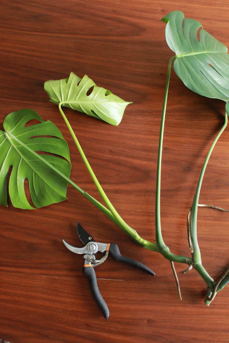Pruning Techniques to Shape and Maintain Monstera Deliciosa