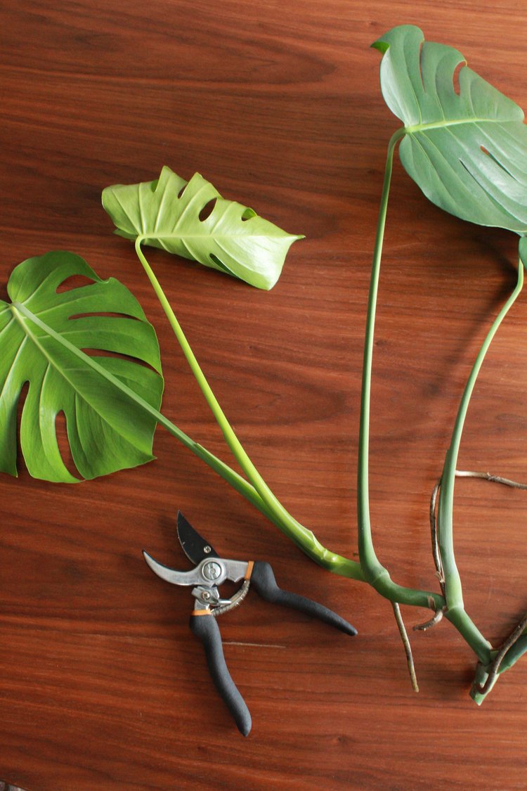 håber Tage af nedadgående Good to Know: How to Propagate a Monstera (and other care tips) — CARMEON  HAMILTON