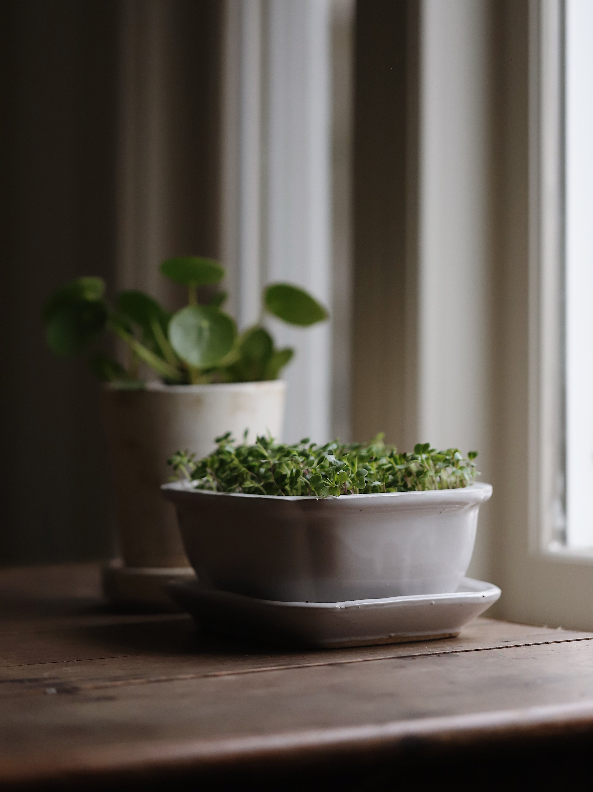 How to Grow Microgreens Indoors simply living well