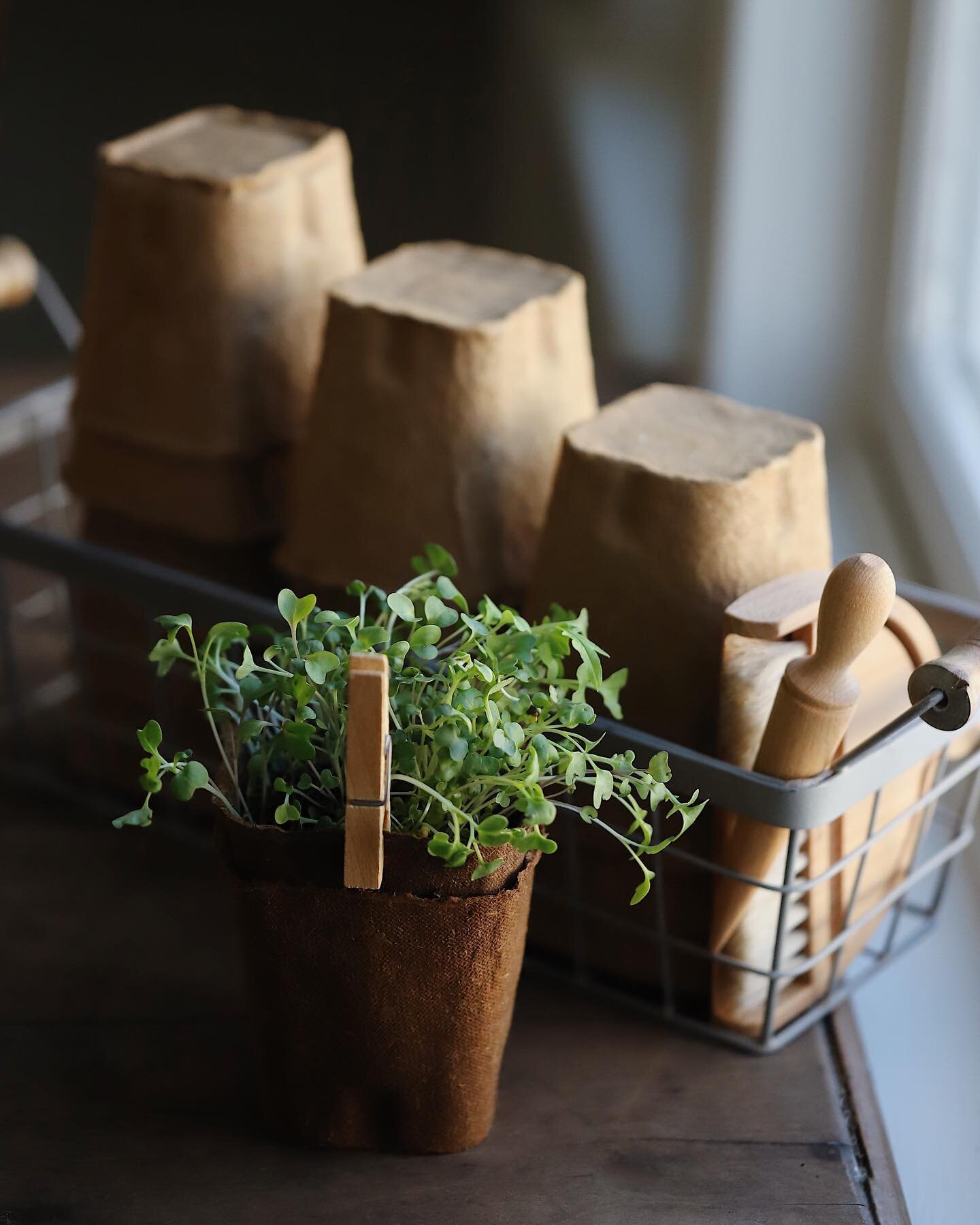 Prepared a little winter harvest pot for a friend. Green looks so green this time of year, doesn&rsquo;t it? 
&bull;&bull;&bull;
The link to how to grow microgreens is still in my bio if you want to try it.