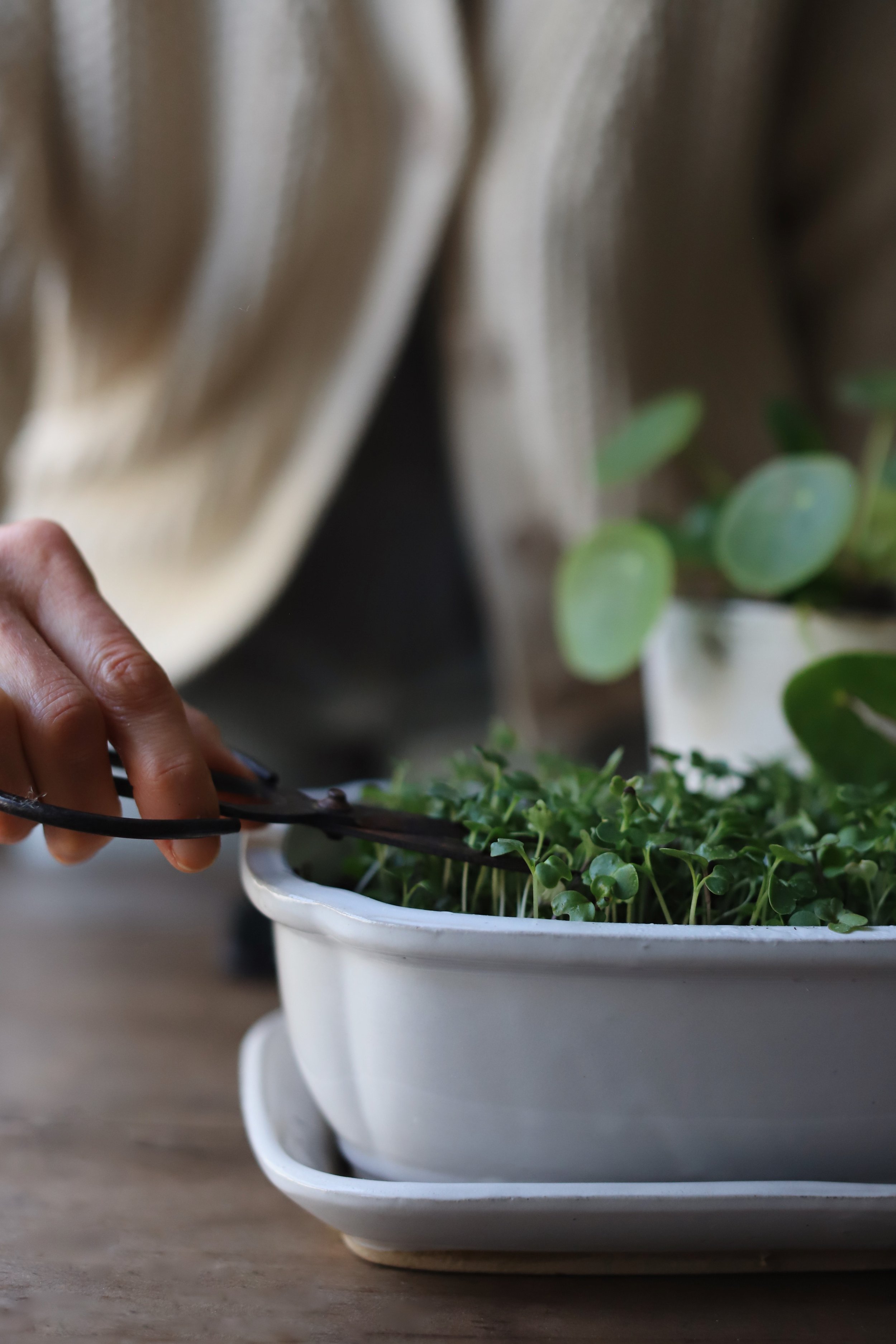 How to Grow Microgreens Indoors — simply living