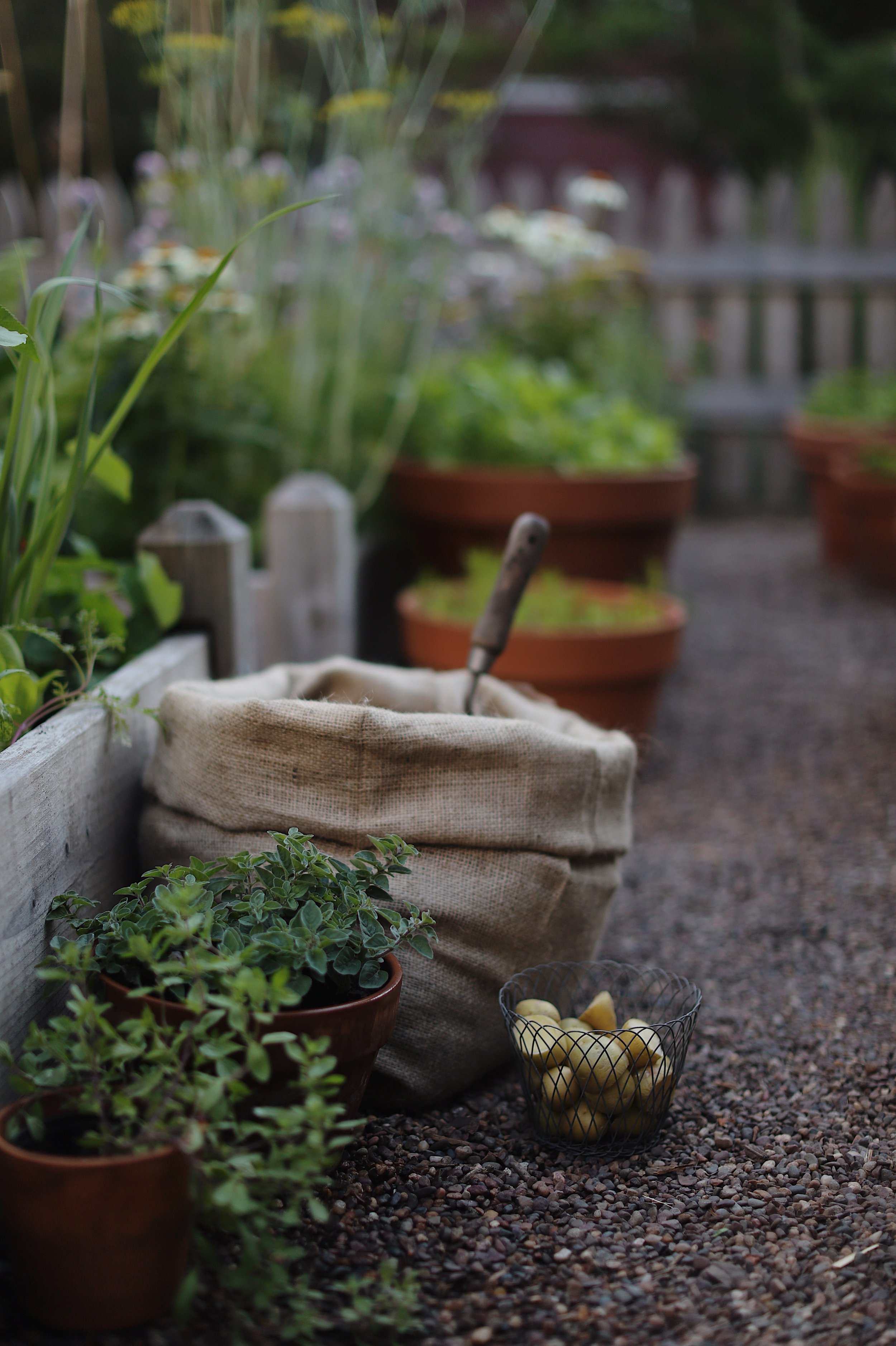 PLANTING POTATOES IN DIY JUTE BAGS - Le café de maman