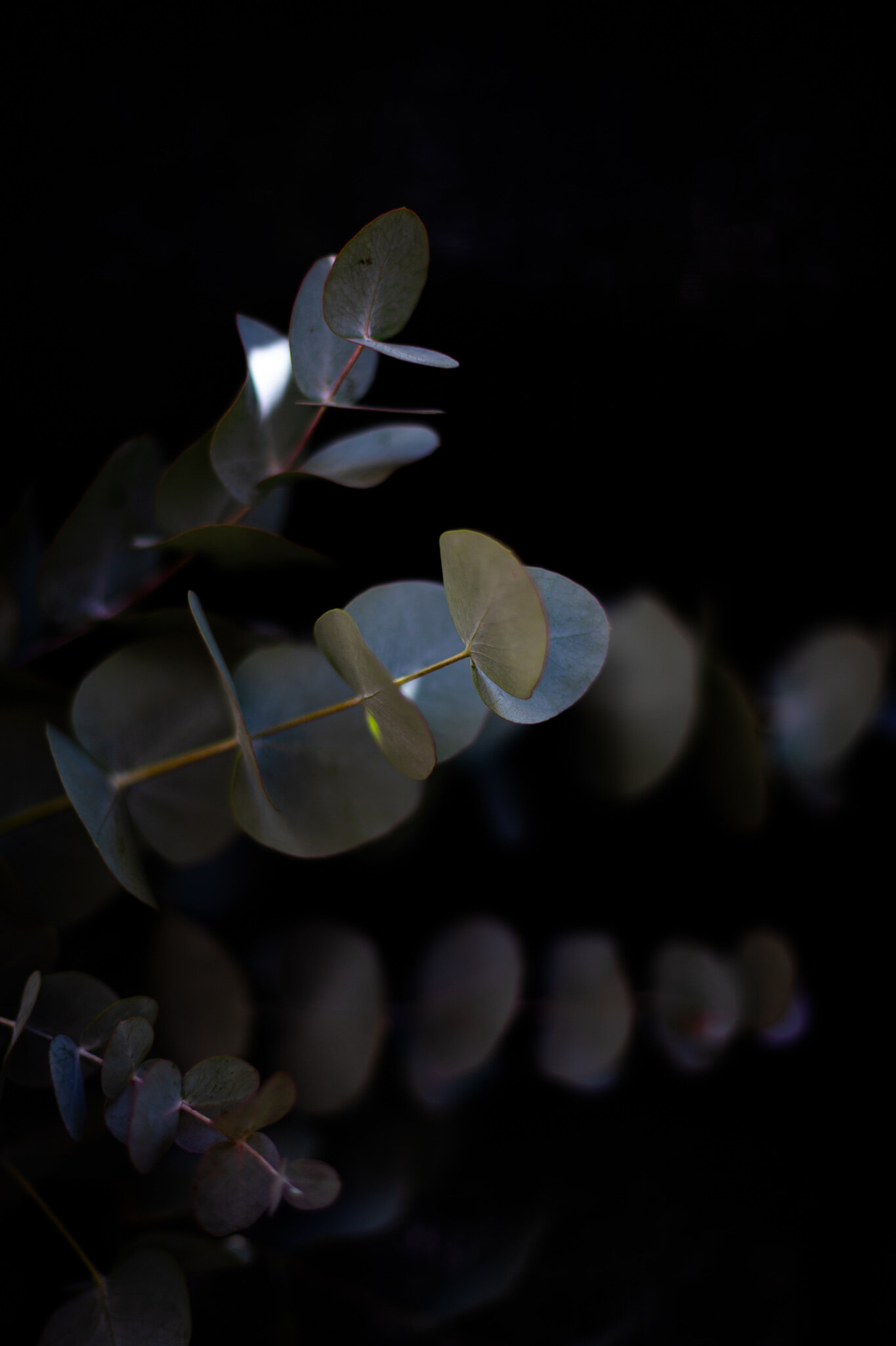 eucalyptus 01.jpg