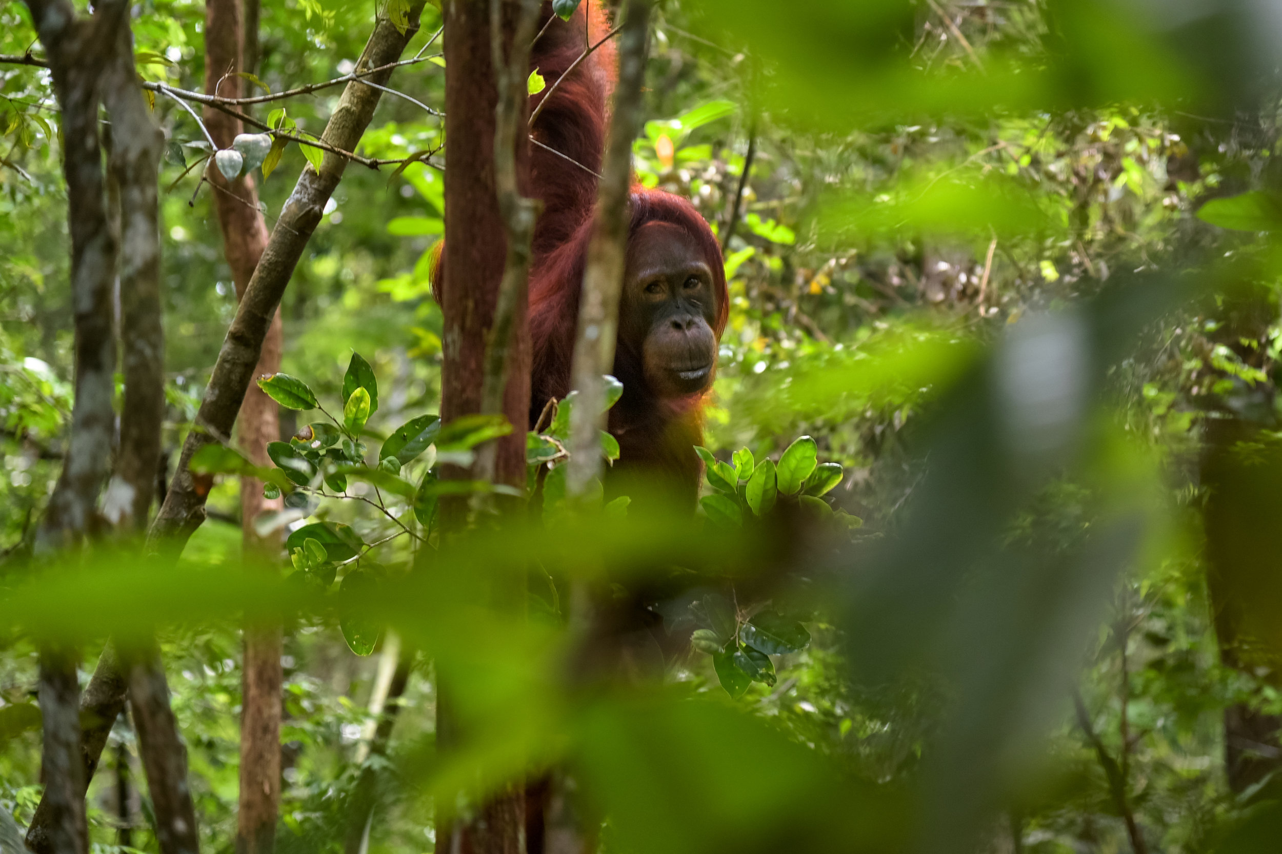 What Do You Know About Palm Oil?
