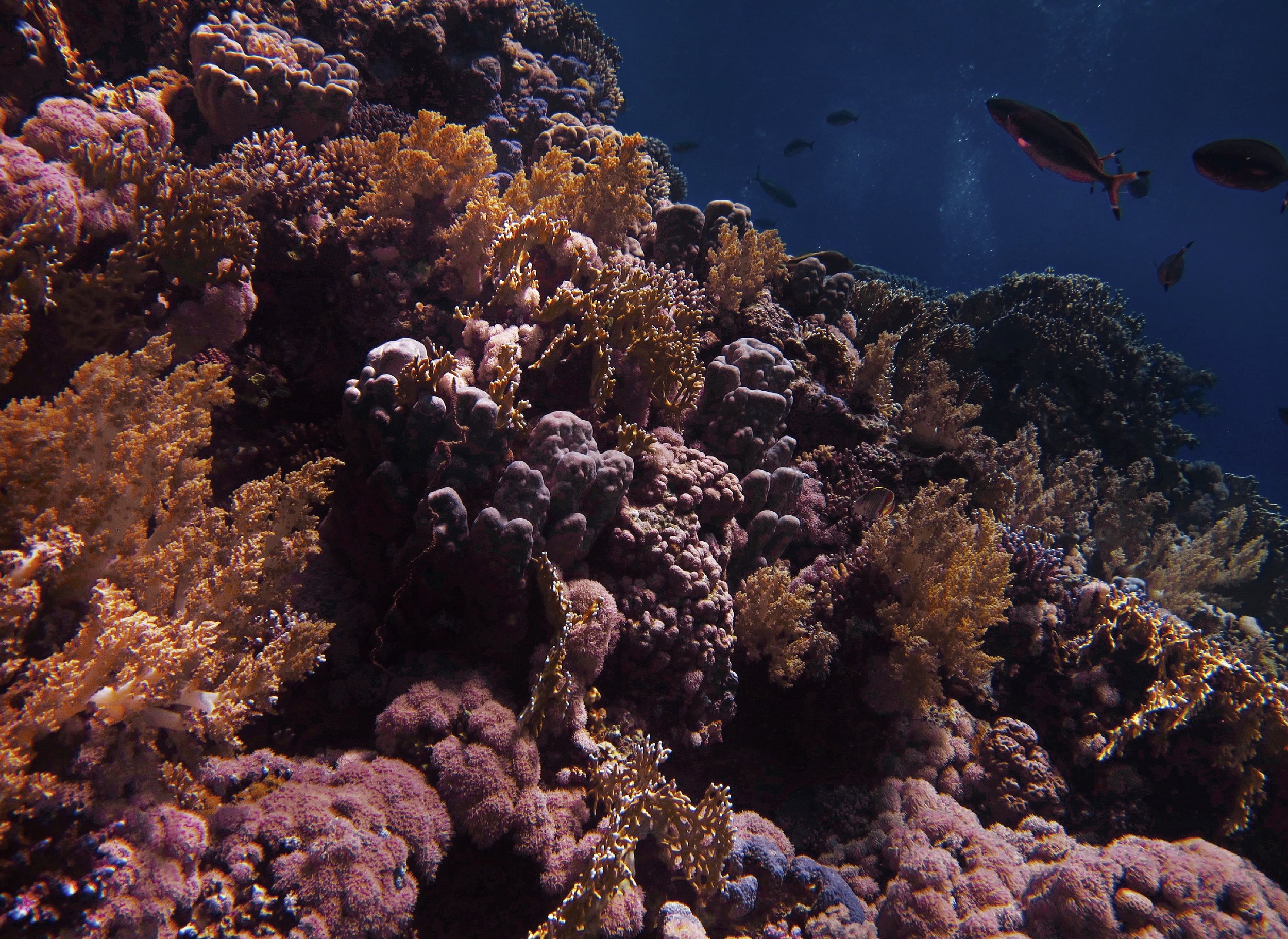 The Importance of Coral Reefs