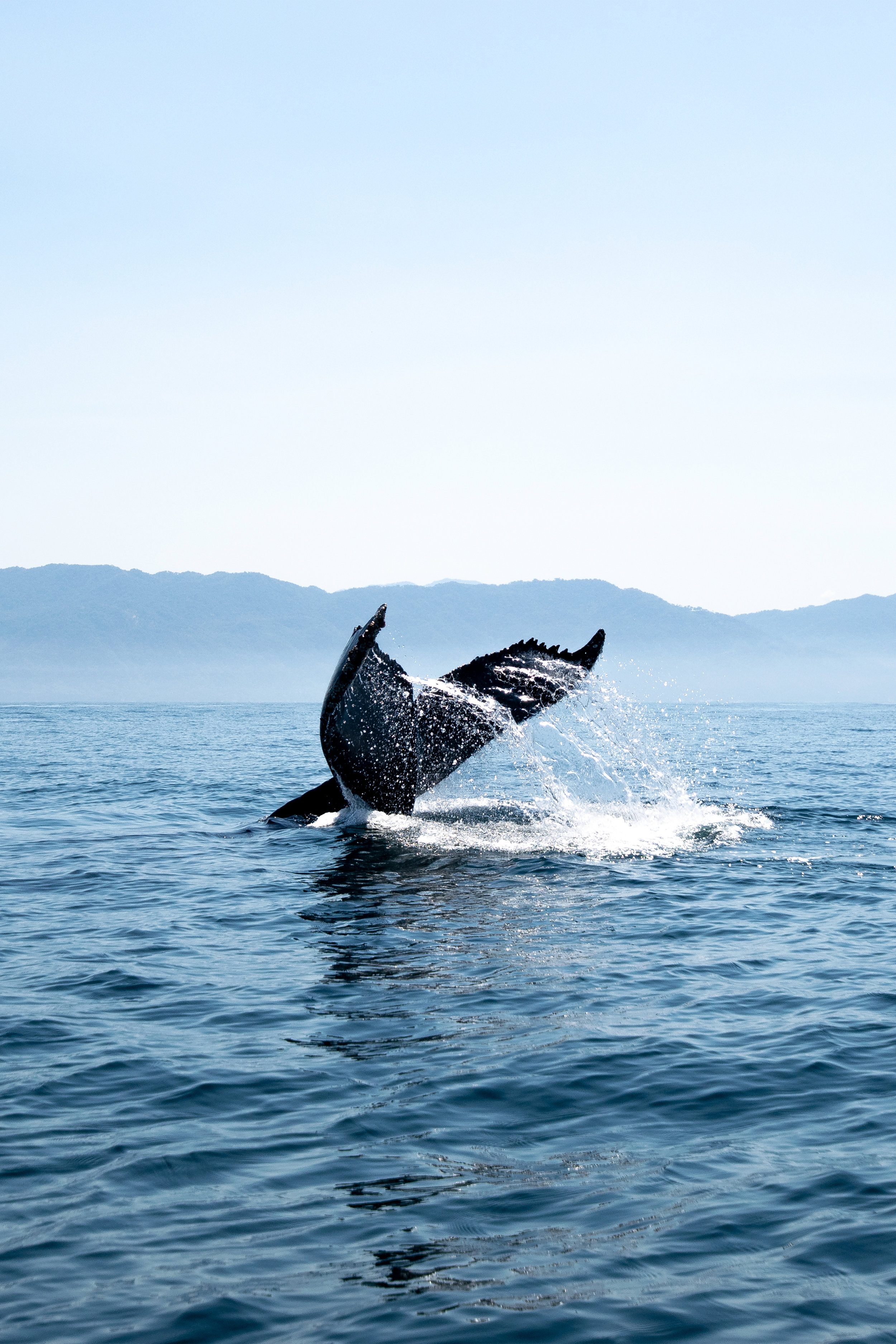 Whales – What Does Poop Got To Do With It?