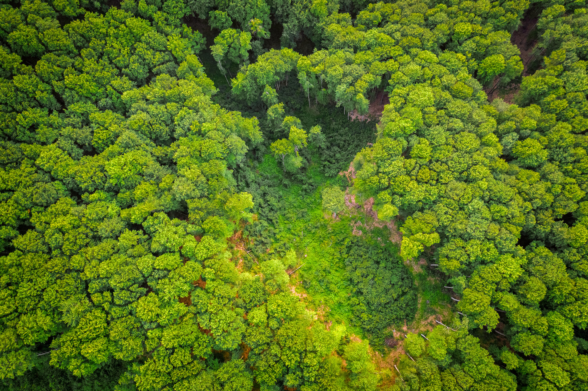 How Land Clearing Is Affecting Our Lives More Than We Realize