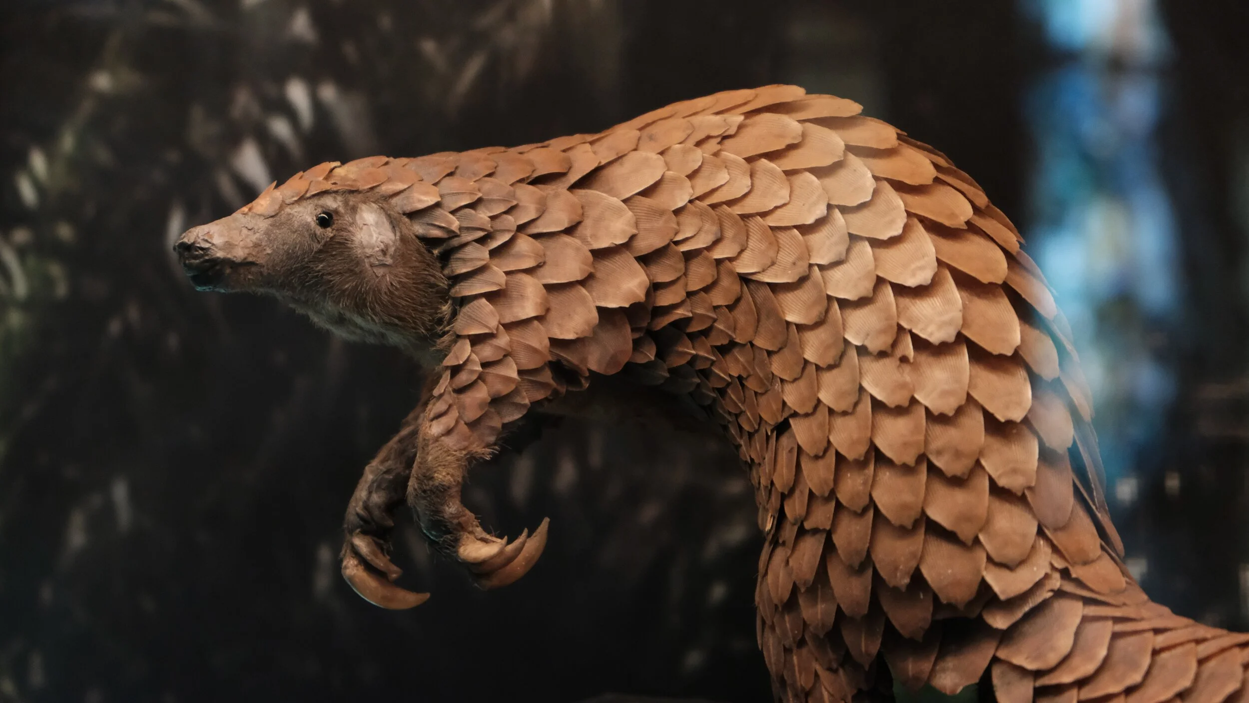 How Conserv Congo is fighting against wildlife trafficking in the DRC