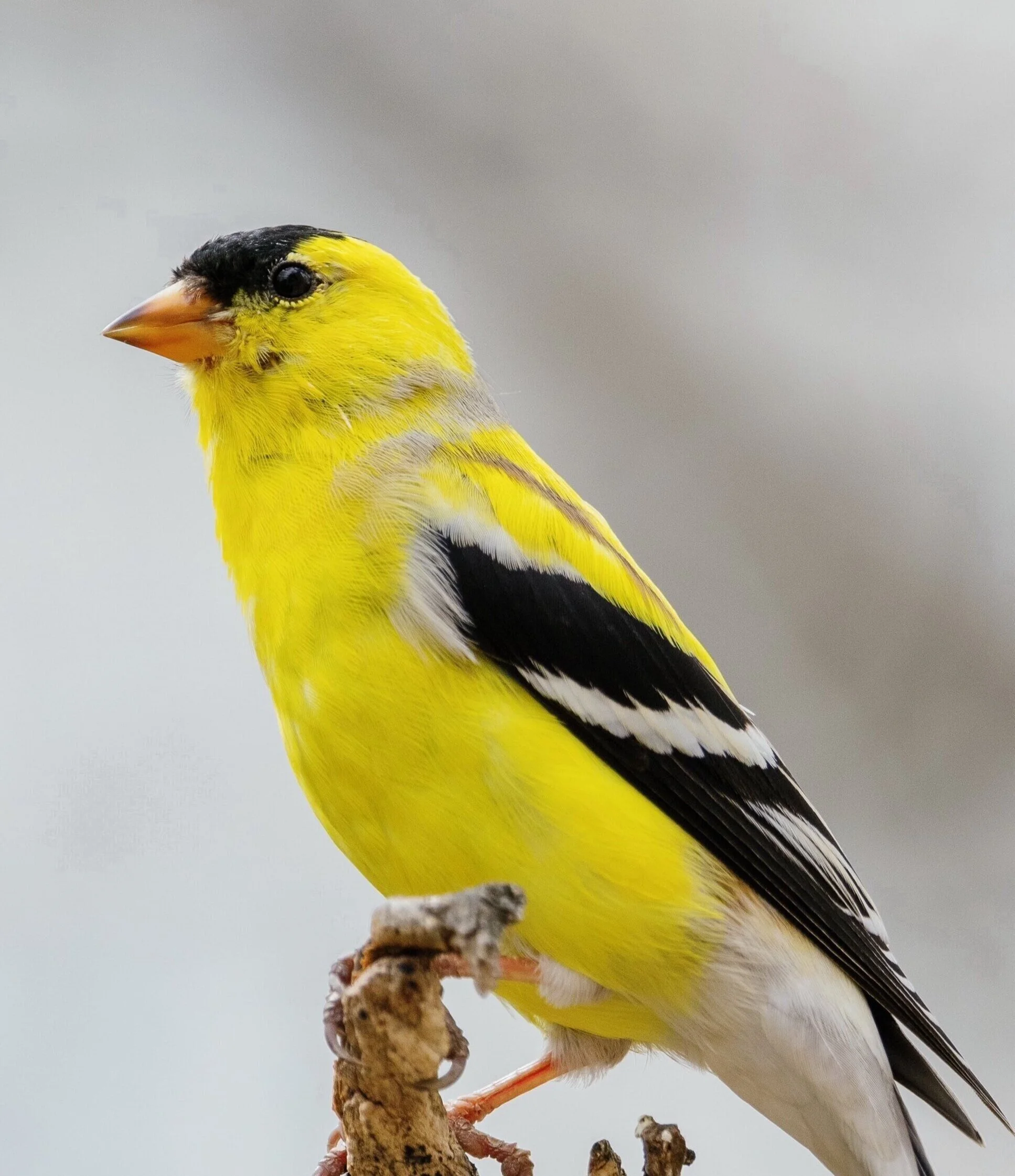 Why being a bird nerd is good for you