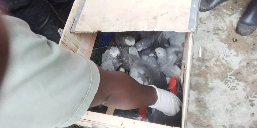 120 parrots saved from international wildlife trafficking 
