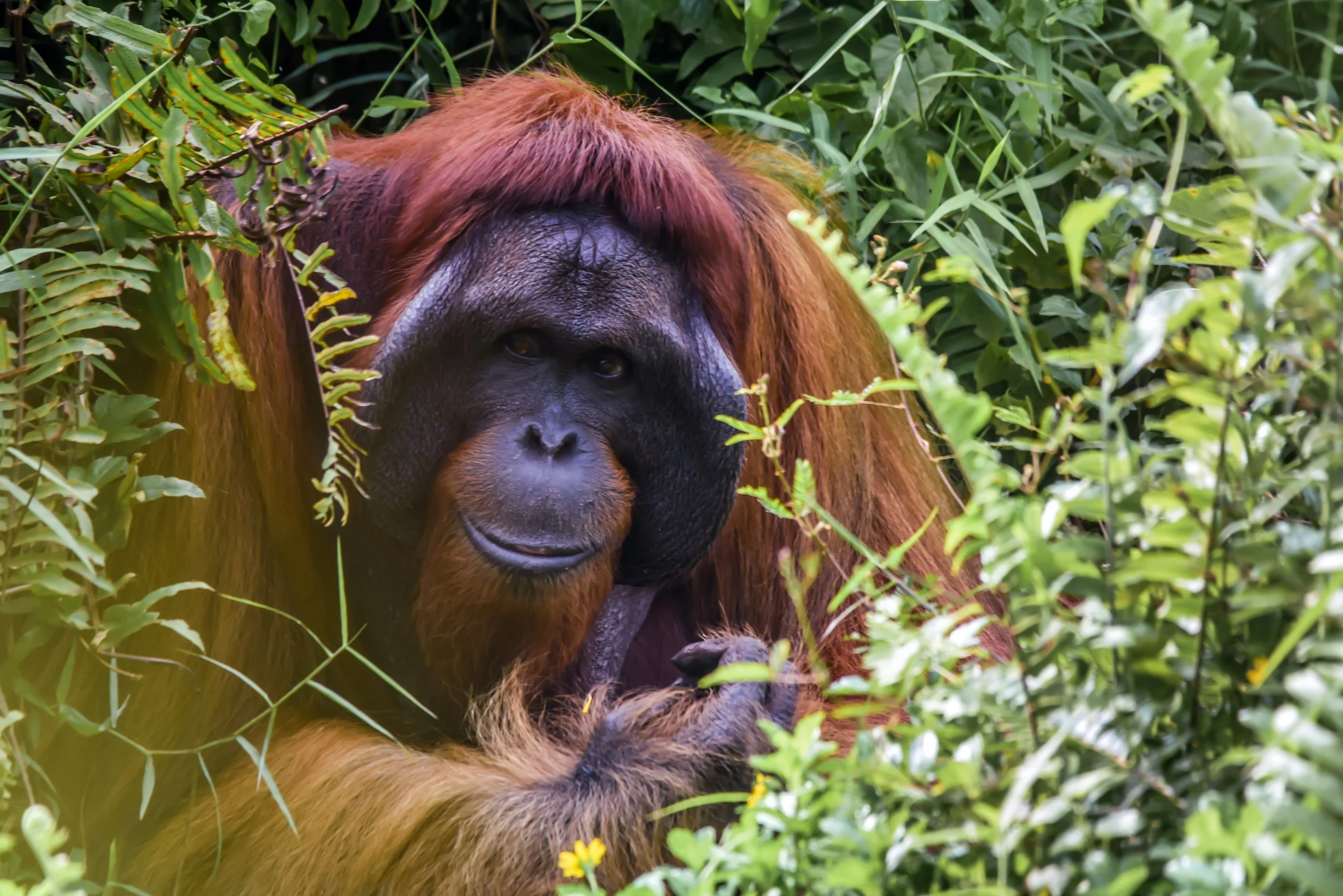 Buyer Beware of Palm Oil