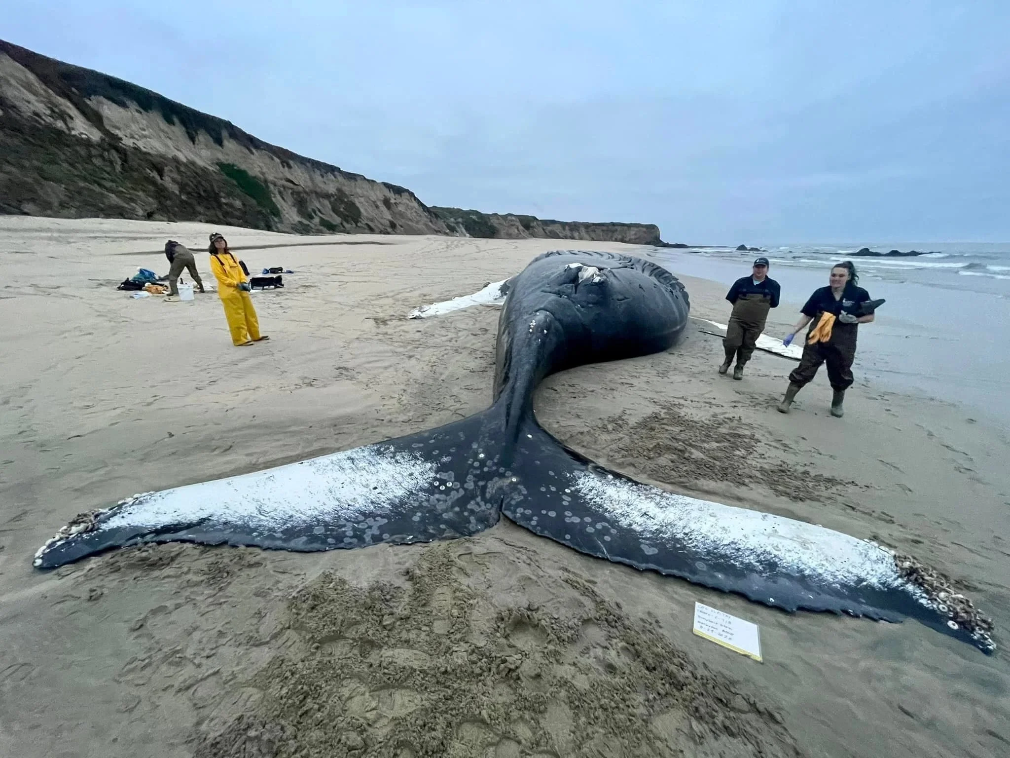 Fran - A beloved humpback whale dies from ship strike