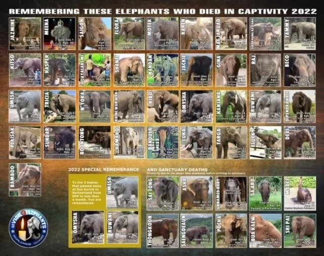 Vigil For Elephants Who Died In Captivity in 2022