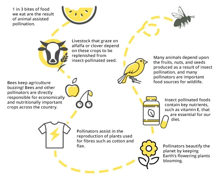 We are losing the pollinators and we need them!