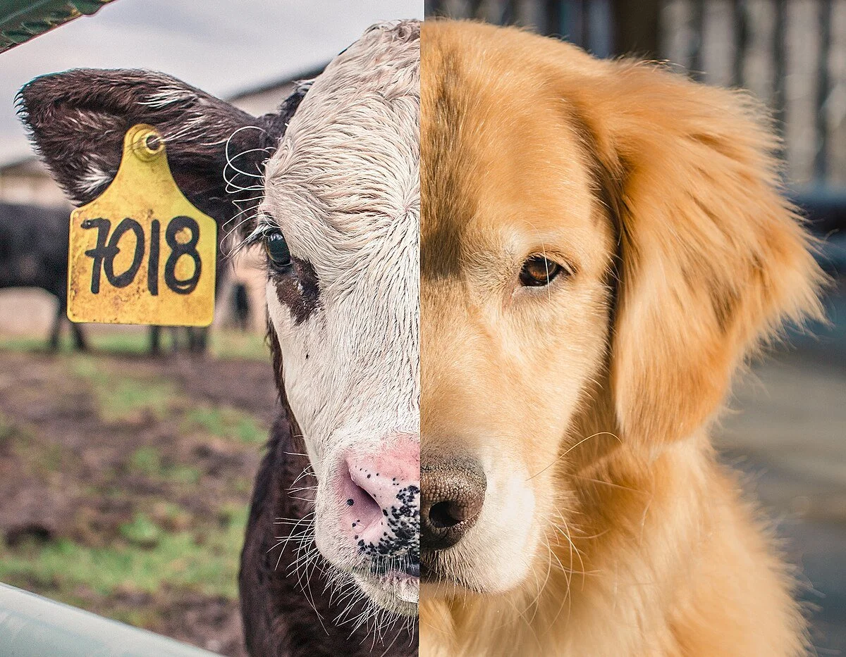 There is a disparity on how animals are viewed worldwide.