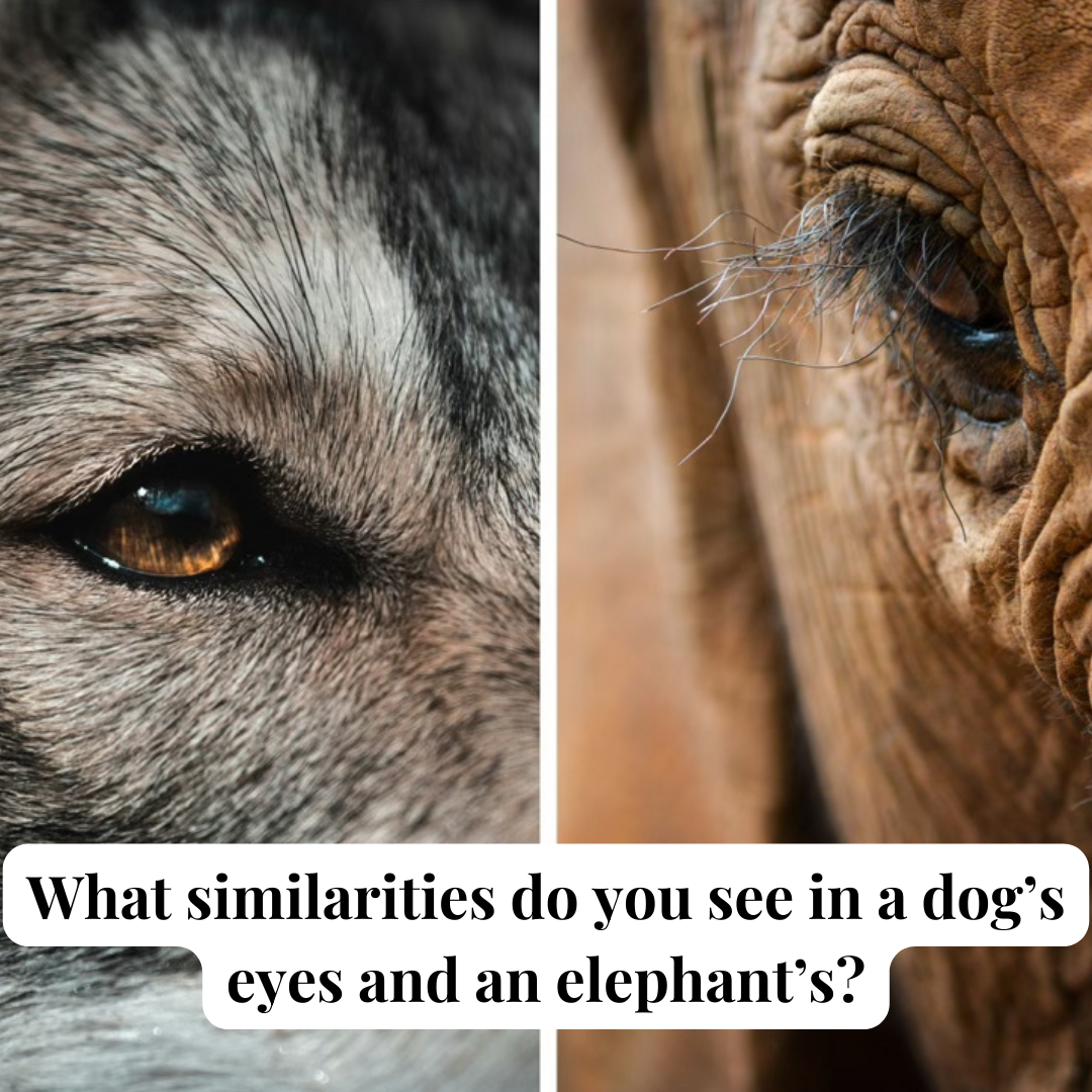 What similarities do you see in a dog's eyes and elephant's eyes?