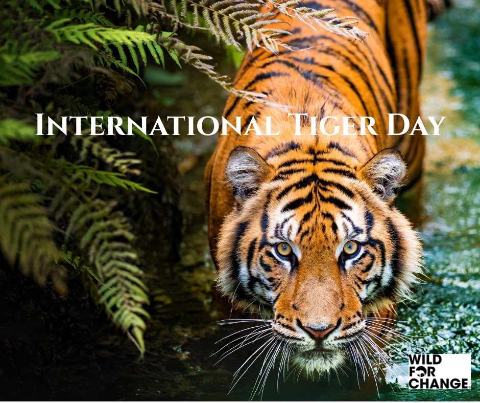 International Tiger Day.png