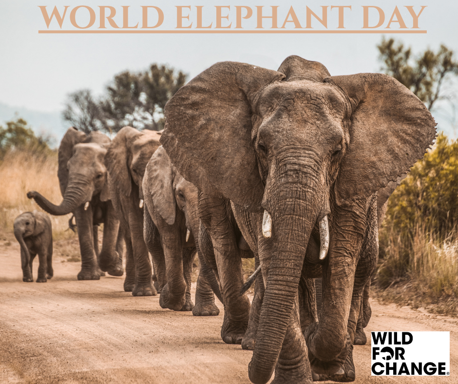 elephant day.png