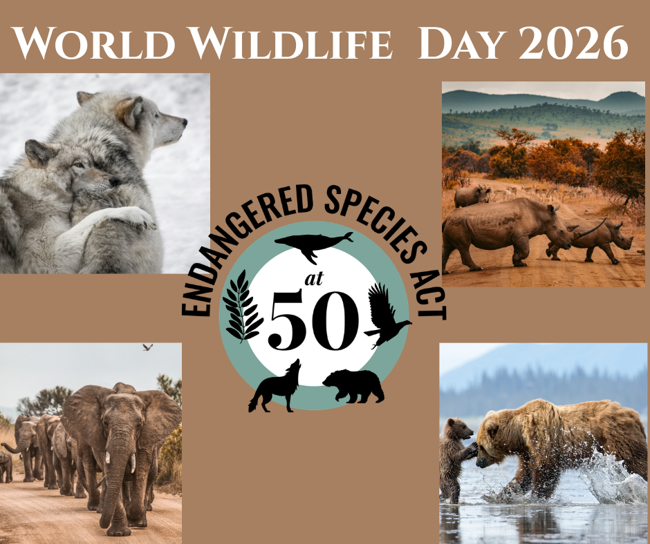 World Wildlife Day 2026 - Let's keep our endangered wildlife protected.  
