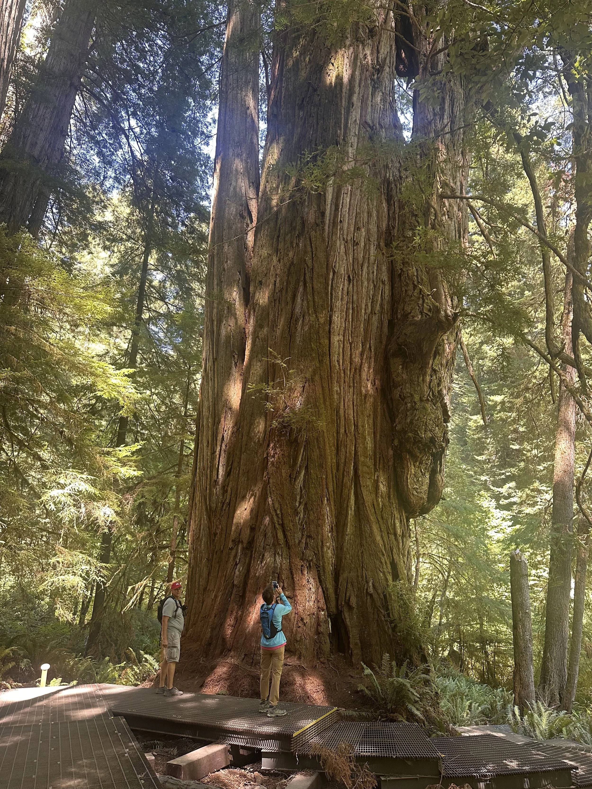 International Forest Day