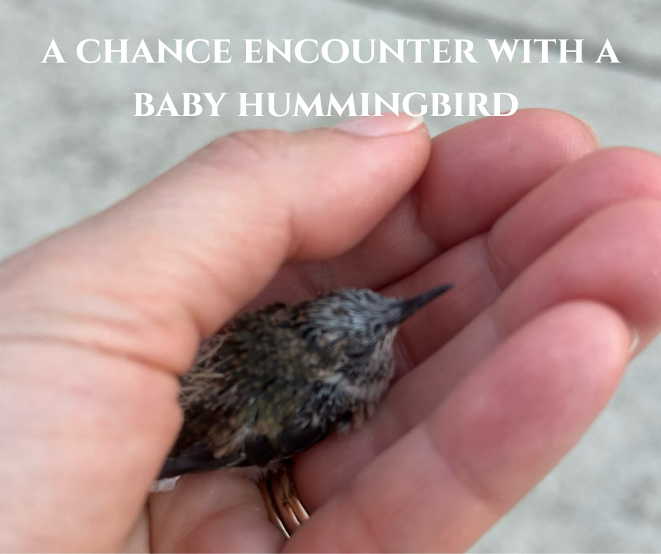 Chance Encounter With A Baby Hummingbird My husband and I were taking a stroll through our neighborhood when I nearly stepped on a baby hummingbird sitting on the sidewalk. It was tiny—about the size of a walnut—with muted gray, yello