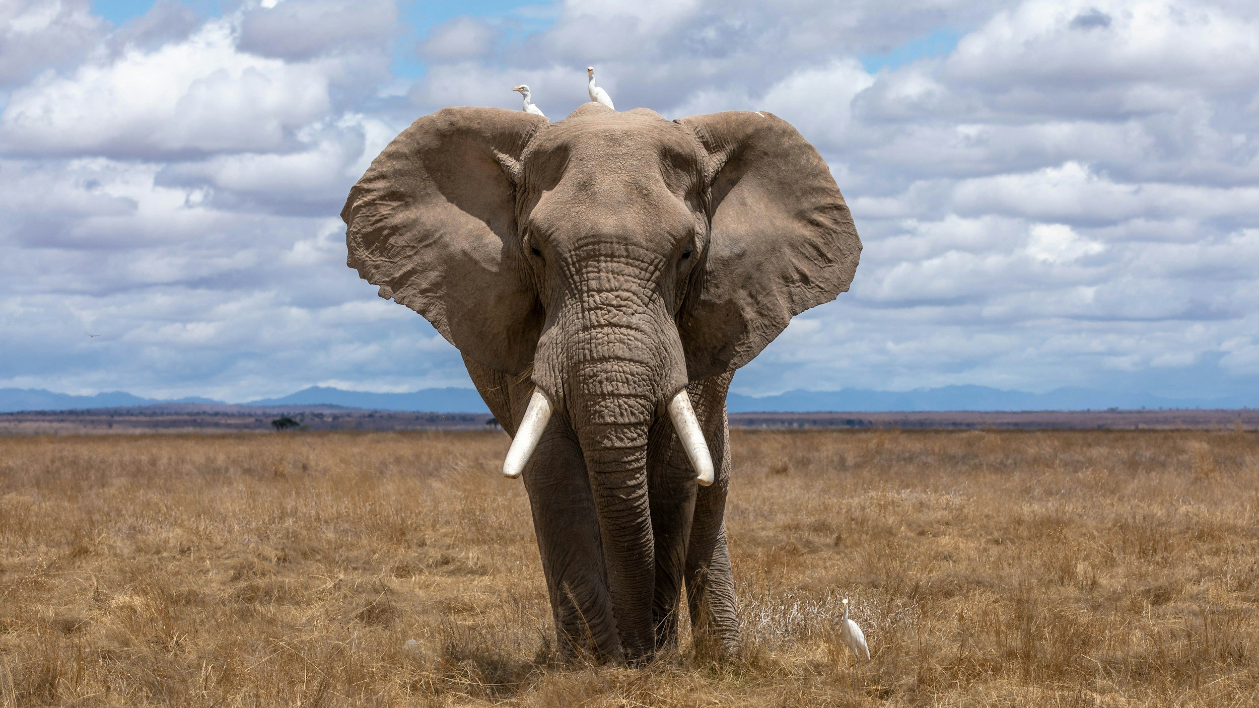 World Elephant Day 2026