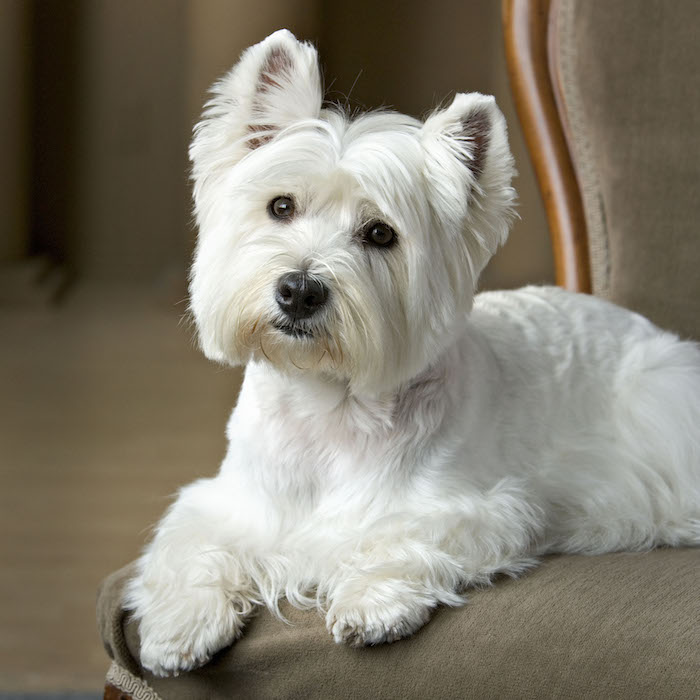 roofus-sitstaylearn-ontario-dog-training.jpg
