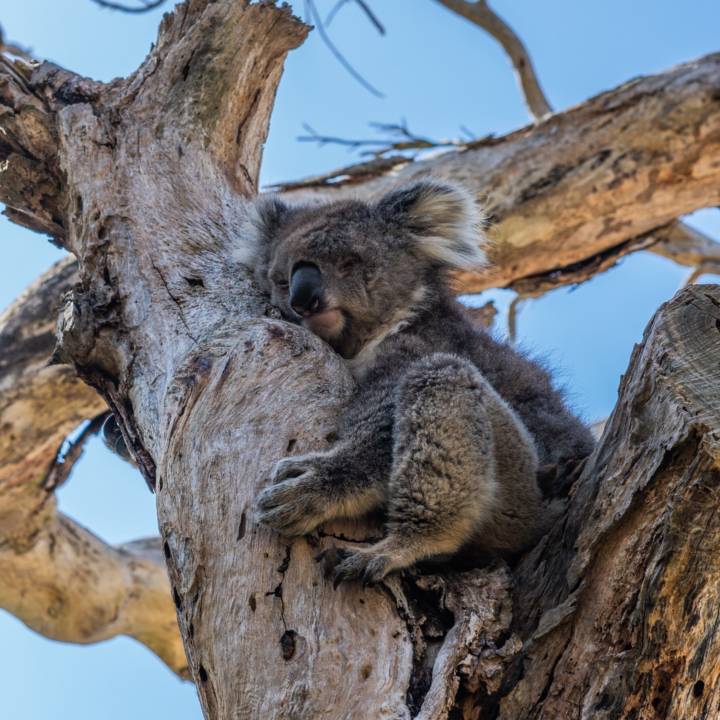 koala-on-tree-2122408.jpg