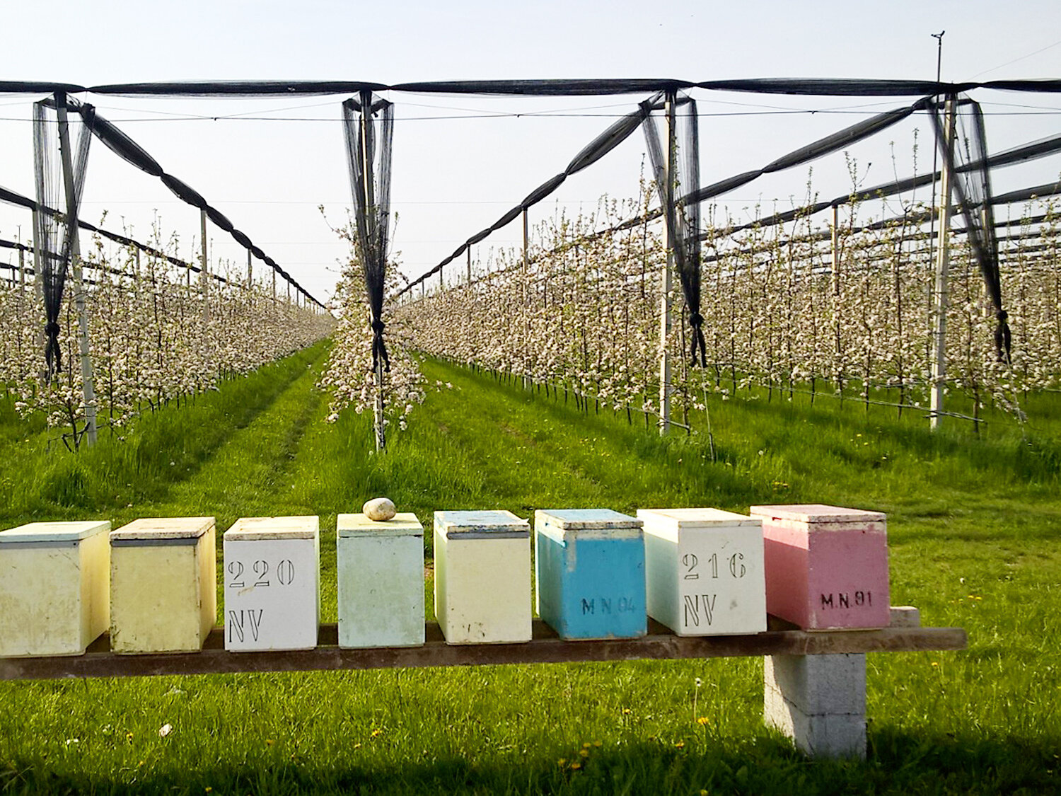 Bienenstand.jpg