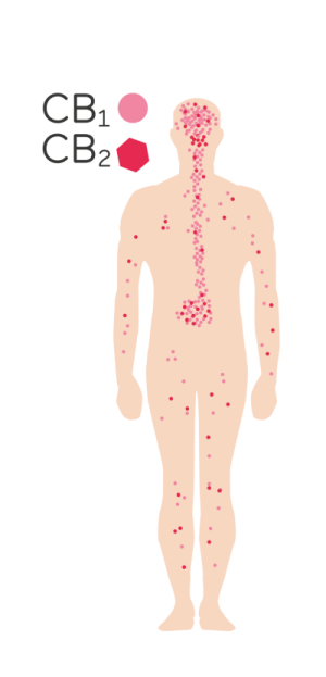What is the endocannabinoid system