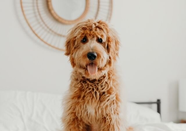 Cbd for dogs anxiety uk
