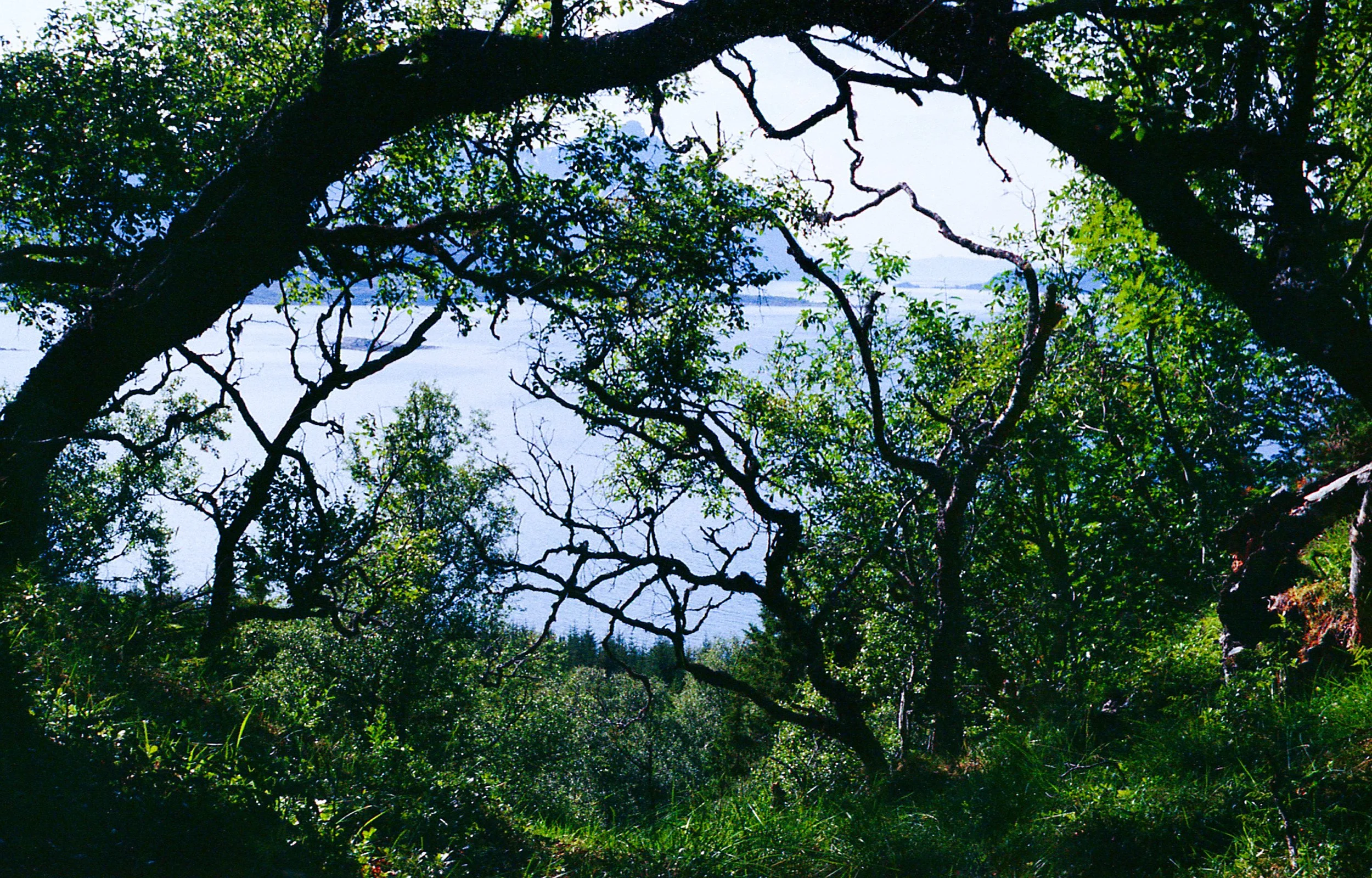 Utsikt og trær_LarsABerg.jpg
