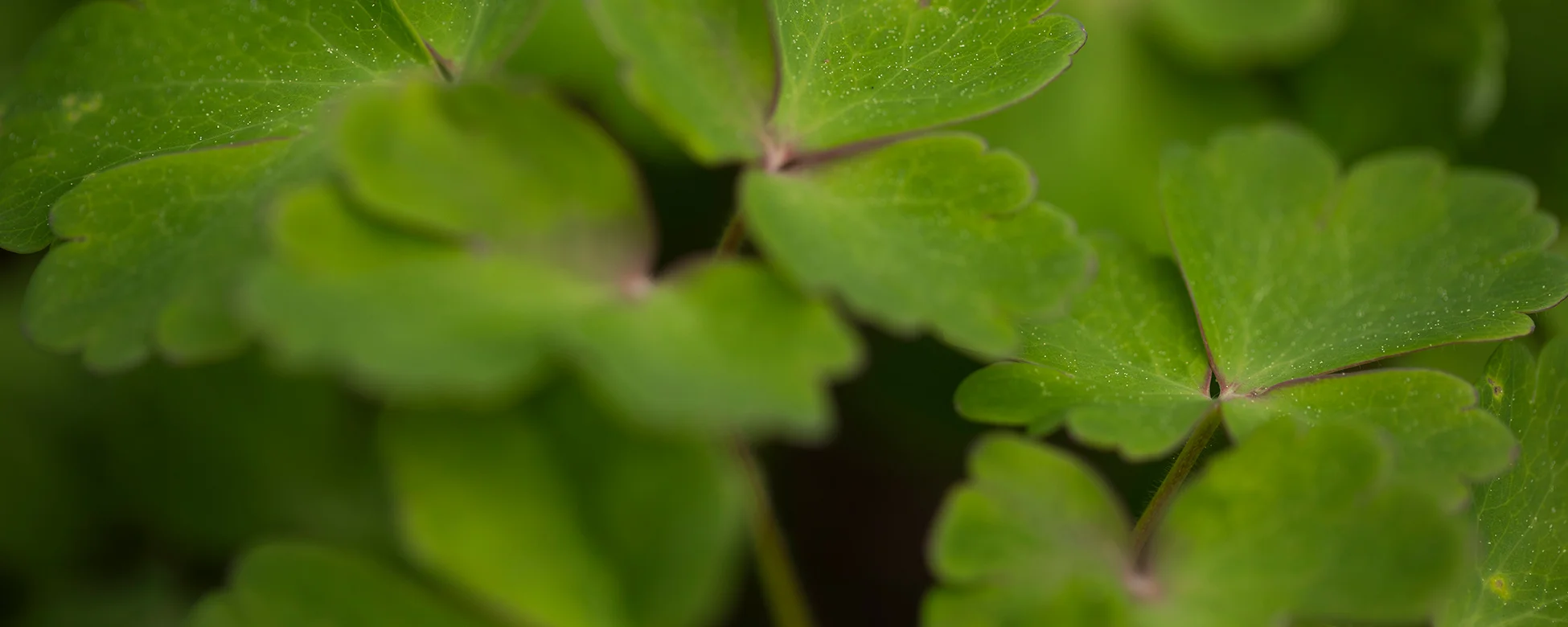Astrom-190513-9756-Edit-Web-Header.jpg