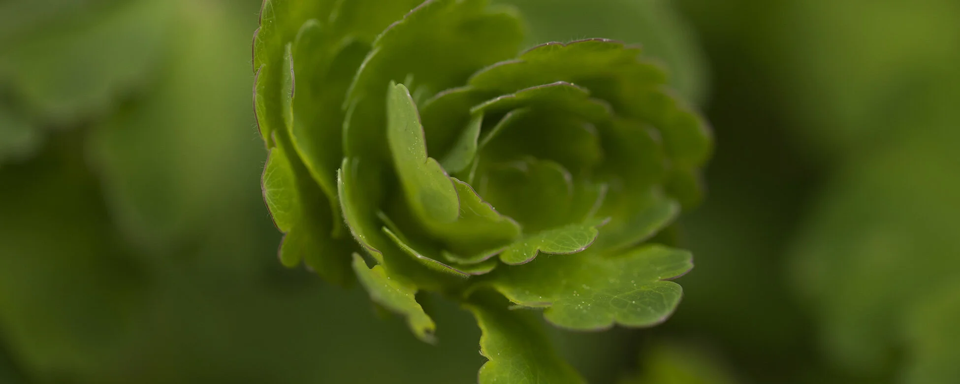 Astrom-190513-9757-Edit-Web-Header.jpg