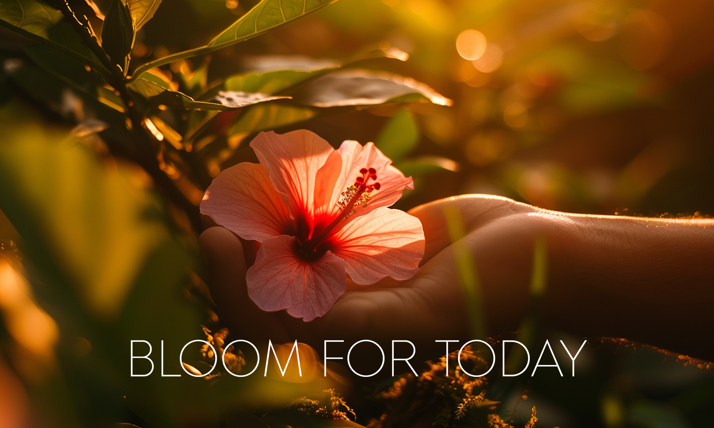 Bloom4TodaySqL.png