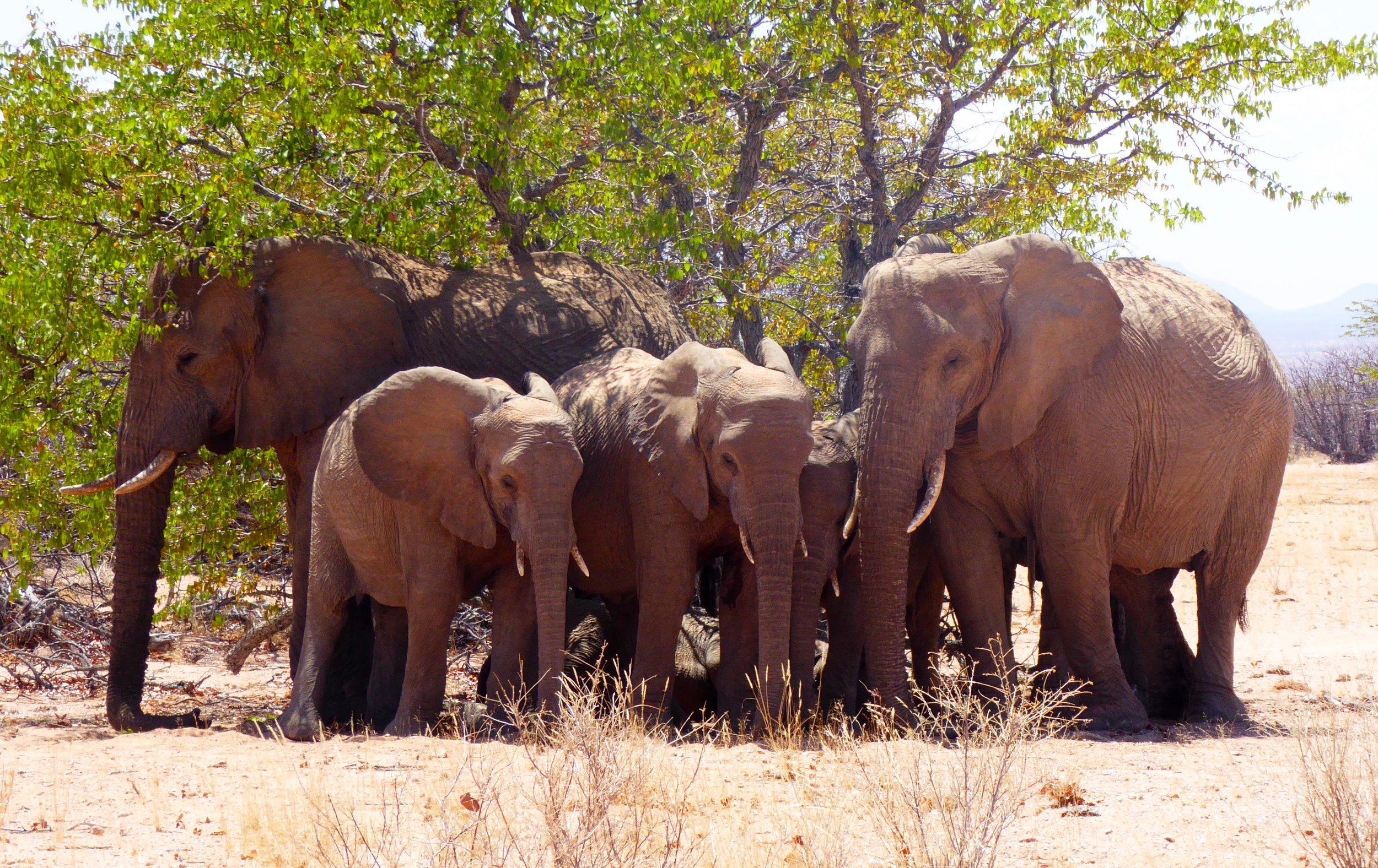 mama africa herd.jpg