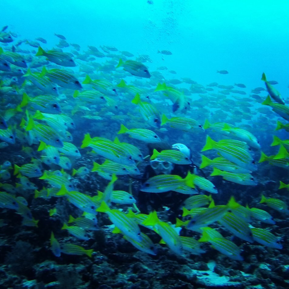 Can you spot me? Trying to count snappers as part of a Reef Check survey in the Maldives! What&rsquo;s your guess? 🐟 🐟🐟🐟🐟🐟🐟🐟🐟🐟🐟🐟🐟🐟 #worldoceansday #marineconservation #protectouroceans #womenwhoexplore  #reefcheck #thebluemoonadventure 