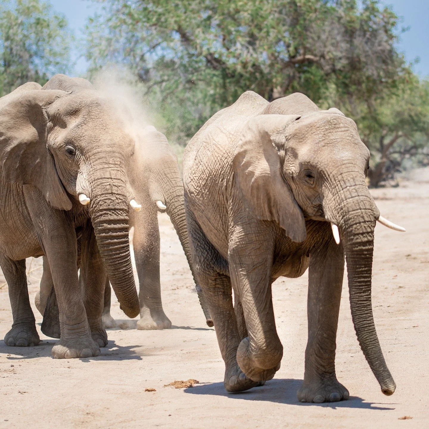 I don't think you can ever have 'too much' of elephants. Observing their interactions, their family dynamics, getting to know who is who, seeing their uniqueness and being awed by their size and grace. 

Today is World Elephant Day and anyone who kno