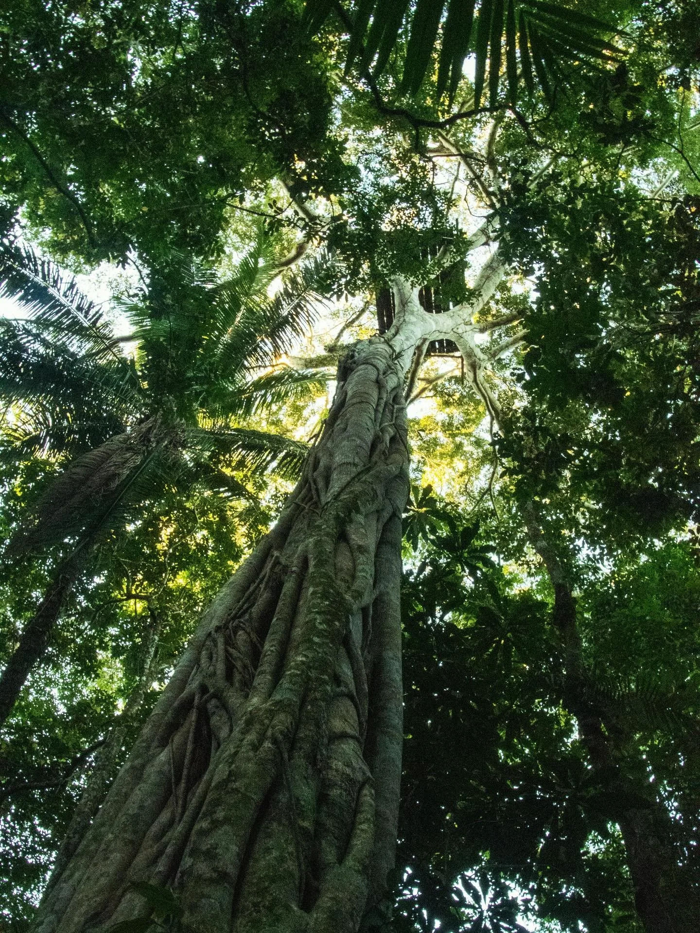 Teeming with life, thick with hope, the jungle is a sanctuary for thousands of species. From monkeys to macaws, snakes to jaguars, turtles to caterpillars. This is their home. 
&ldquo;SAVE THE RAINFOREST&rdquo; they say, but what does that actually m