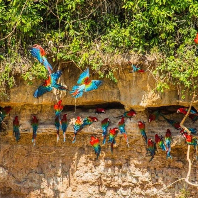 Who knew it was so tense watching macaws! I LOVE macaws! The way they squawk whilst flying as if shouting to each other on the wing, how skittish they are when exposed, how they spend hours, preening each other, kissing and generally hanging out like