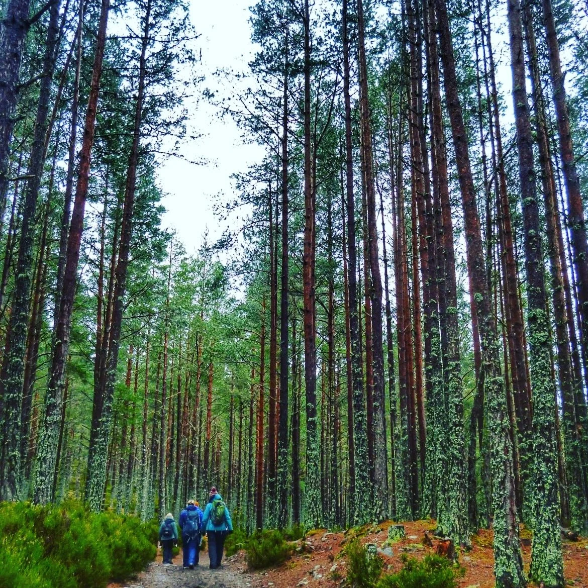 'Between every two pines is a doorway to a new world' John Muir

The Living Mountain Retreat is a hard one to describe. We breathe life into the words of Nan Shepherd, we hike, but gently, looking at the forest as if for the first time, seeing things
