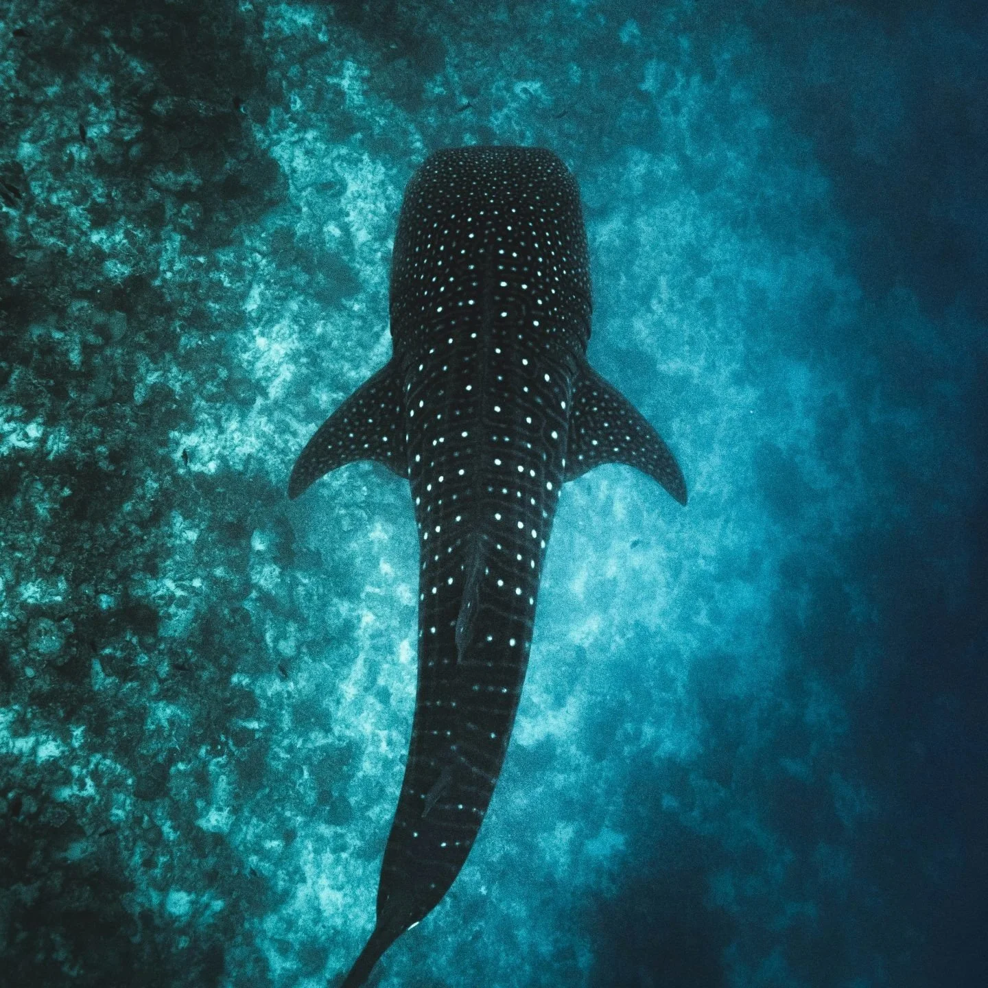 In a few days I'll be leading The Whale Shark Retreat in Tanzania, where me and ten other women will be collecting data on these magnificent animals. Each morning we'll head out in a small boat looking for these gentle giants, and on sight, we'll jum