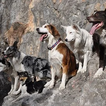 cours-collectif-education-canine-hautes-alpes.jpg