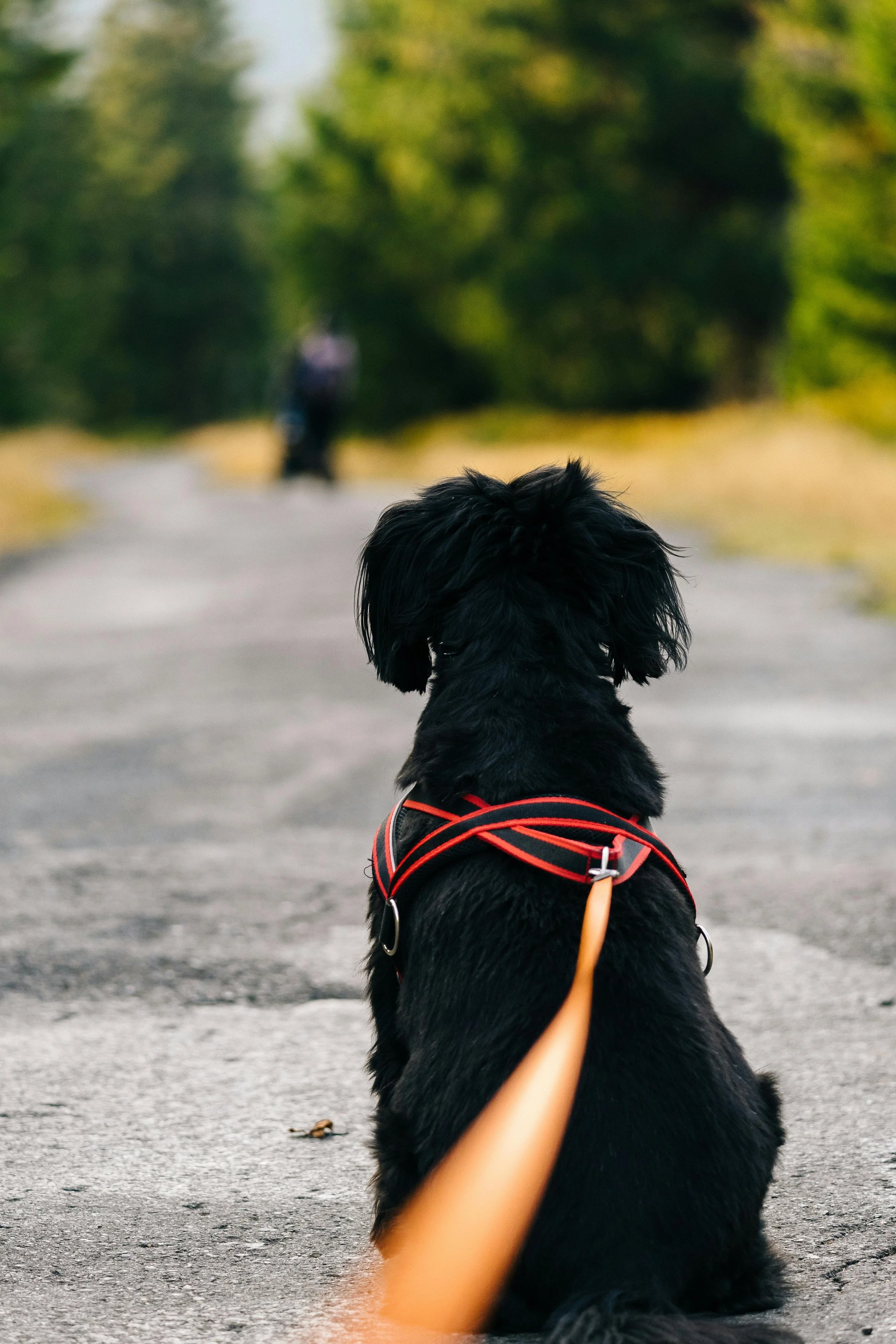 À l'autre bout de la longe : Techniques et conscience corporelle pour mieux communiquer avec son chien
