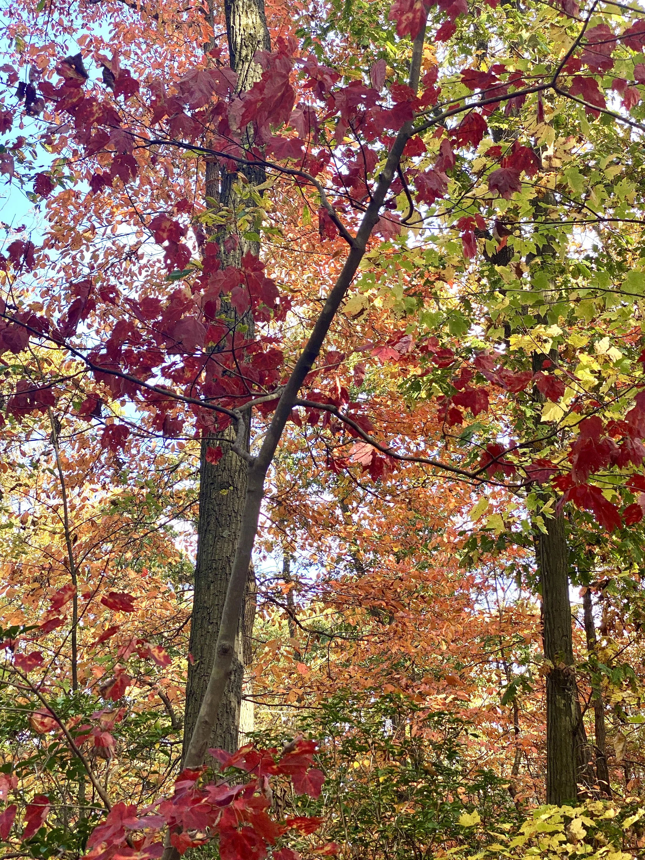 Compassion Amongst the Suffering