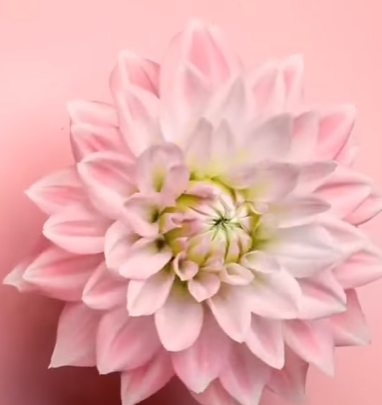 The Dance of the Dahlia