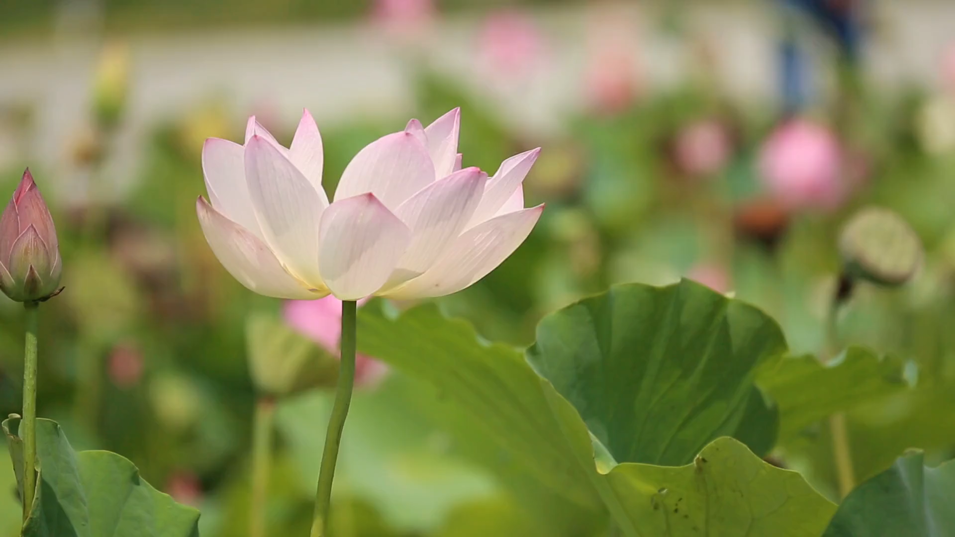 Reiki Of Long Island Reiki Of Long Island