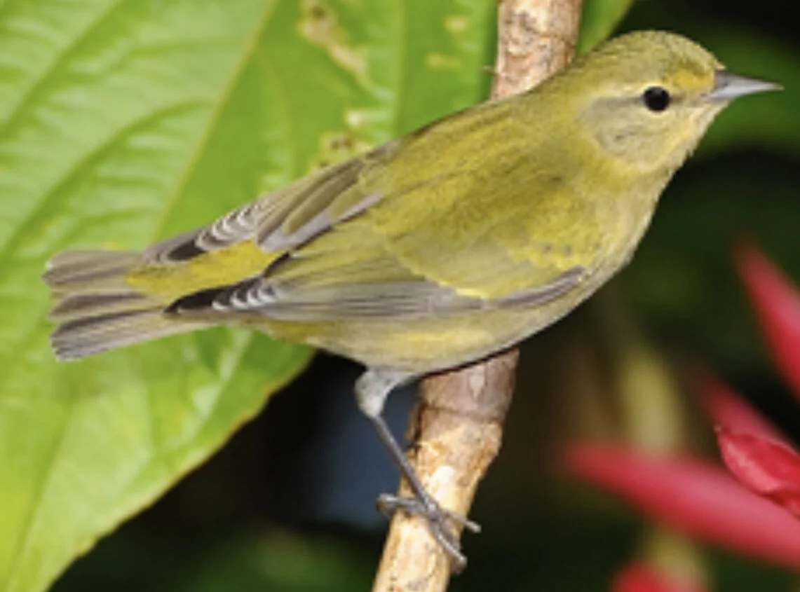 REIKI MIRACLE THIS MORNING 10/9/2020 “Show Gratitude to Every Living Thing” 